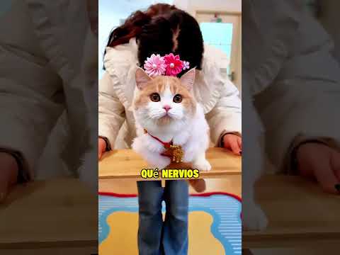 Me encantan los gatos con aire de grandeza, ¡una recompensa! #Gracioso#gatos