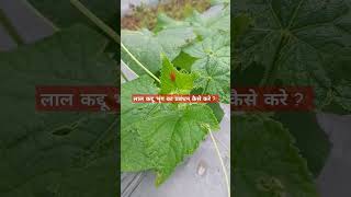 Download lagu Red Pumpkin Beetle Management #kheti #beetle #cucumber #farmer #icar mp3