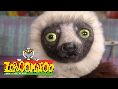 Zoboomafoo 221 - Powerhouse (Full Episode)