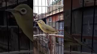 Download lagu CIAK CIAK BETINA MANGGIL JANTAN AMPUH #shorts mp3 Download lagu CIAK CIAK BETINA MANGGIL JANTAN AMPUH #shorts mp3