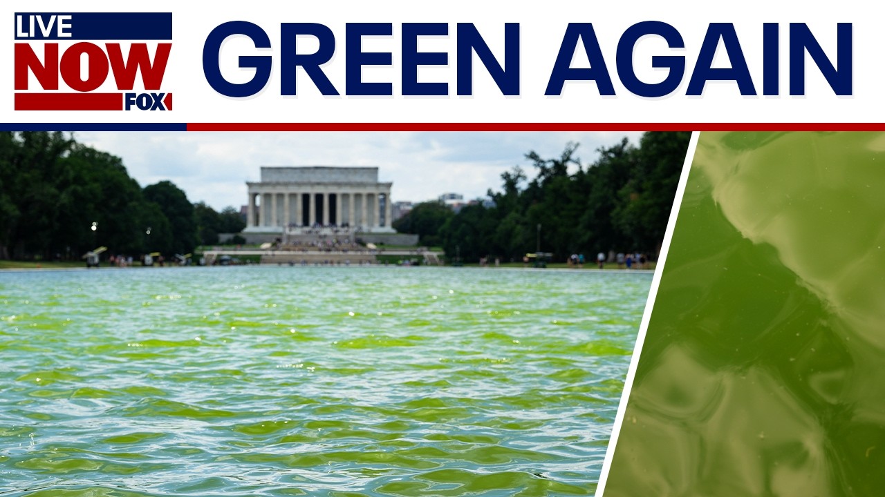 Trump's reflecting pool turned green again by algae, weeks after $14m+ renovation