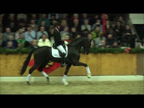 LORD EUROPE - Hengstschau PS / Helgstrand Vechta 2019