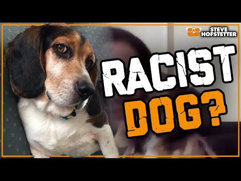 This Dog is a Racist  - Steve Hofstetter