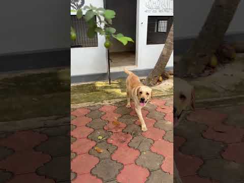 Just kutty buddy things 😂😂🐶 #dogslove #labrador #funnyshorts #cool #cutedog #smart