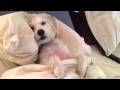 Dog Yawning In Bed Like A Person