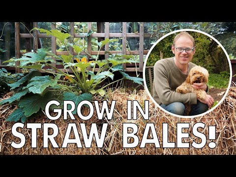 Kickstart a Weed-Free Straw Bale Garden