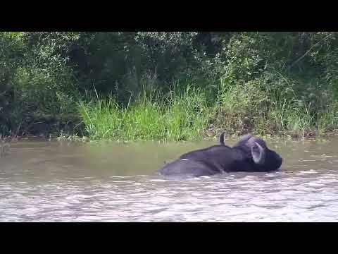 Djuma: Lone African Buffalo in the water - 13:53 - 02/25/2023