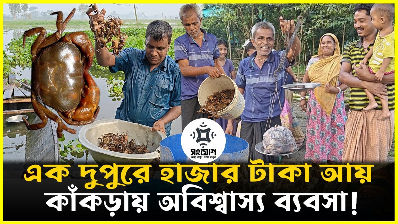 লাভের মুখ দেখালো কাঁকড়া