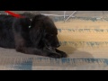 How GREENIES Dental Chews Work