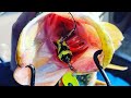 Video Thumbnail for You shuld try this lure #shorts #bigfish #pikefishing #short #shortsvideo #fish #fisherman