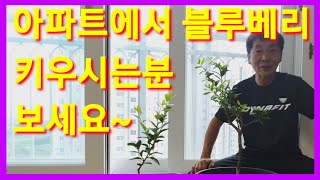 아파트 베란다에서 블루베리 키우시는,키우실 분들 보세요 블루베리 재배 블루베리 관리