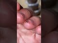 Handling Black Widow Spider Baby! (Latrodectus tredecimgutattus)