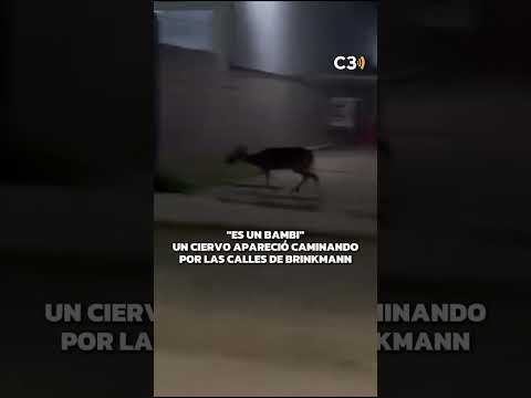 "Es un Bambi": Un ciervo apareció caminando por las calles de Brinkmann | Cadena 3 Argentina