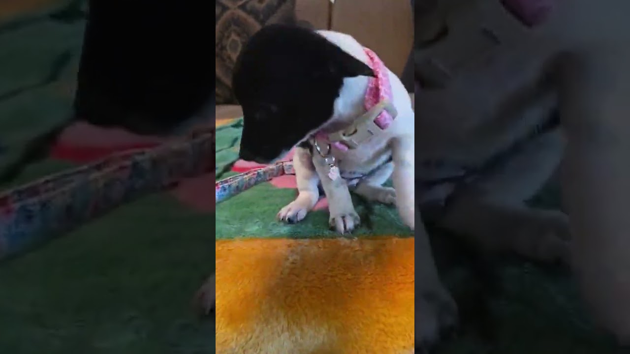 Enlarge Trixie, a Adopted mixed breed in Amenia, NY video 6/6