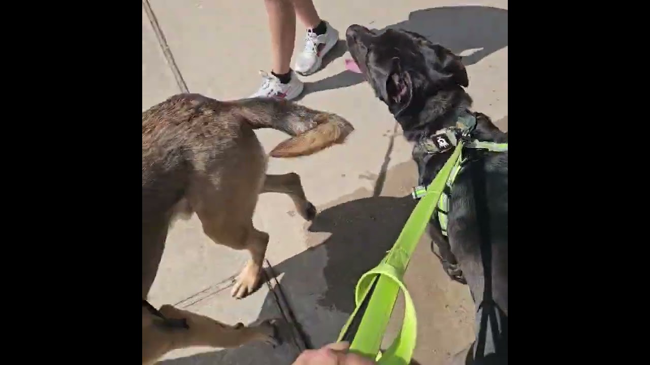 Enlarge BLU, a Adoptable mixed breed in Richmond, TX video 6/6