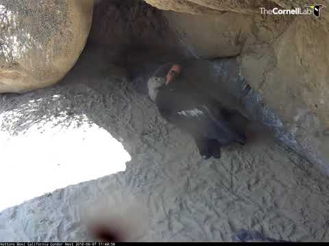 Cuddle Time On The California Condor Cam – June 7, 2018