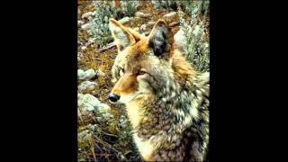 Los Alegres de Teran - Juan Cantu { El Coyote}.