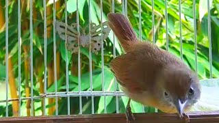 Download lagu Dalam 1 menit jenggot mini lain langsung nyaut mp3 Download lagu Dalam 1 menit jenggot mini lain langsung nyaut mp3