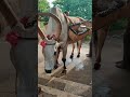 முருகனுக்காக மலையேறும் அதிசய மாடு ️ Ch