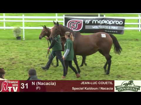 Show AQPS 2015 : lot 31 - N - F15 - Special Kaldoun & Nacacia