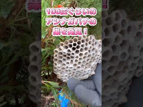 マルハナバチは本当に刺すことができるのでしょうか? 自然と動物