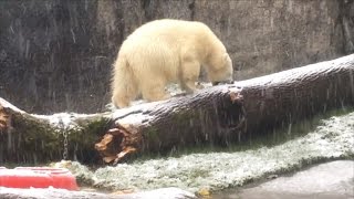 Watch As This Polar Bear Cub Has The Time Of Her Life In Season's First Snowfall