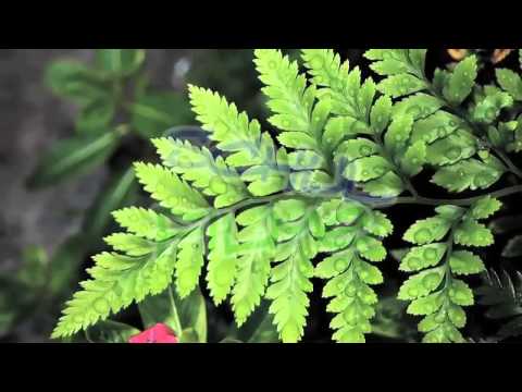 Lernvideo Einfluß der Wasserverhältnisse auf den Bau der Pflanzen   Nachhilfe Download