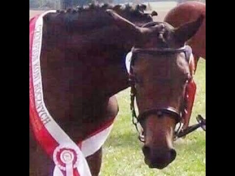 Cheyenne (Millennium T x Furst Romancier x Rubinstein I)