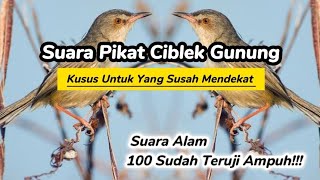 Download lagu Suara Pikat _ Suara Pancingan Ciblek Gunung Yang Susah Mendekat/ Turun mp3 Download lagu Suara Pikat _ Suara Pancingan Ciblek Gunung Yang Susah Mendekat/ Turun mp3