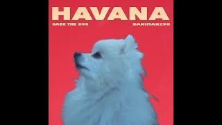 Gabe the dog - Havana