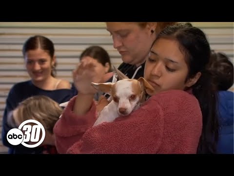 More than 70 dogs rescued after being abandoned at a California home - YouTube