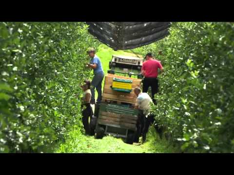 Steirermarken: GenussRegion Oststeirischer Apfel – die neue Ernte ist da!“