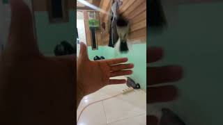 Download lagu Kacer jinak mp3 Download lagu Kacer jinak mp3