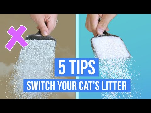 How To Transition Your Cat to New Litter