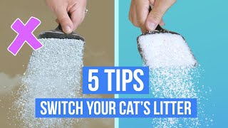 How To Transition Your Cat to New Litter
