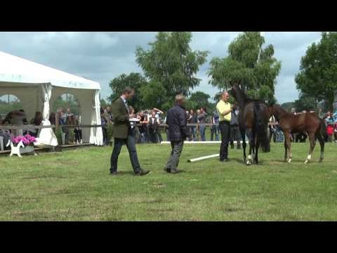 Sudweyher Fohlenschau 2014 - Kat.-Nr. 13