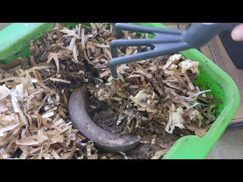 Hot Frog Living Composter Year 1 Day 96 - Mini Watermelon Feeding - Vermicomposting