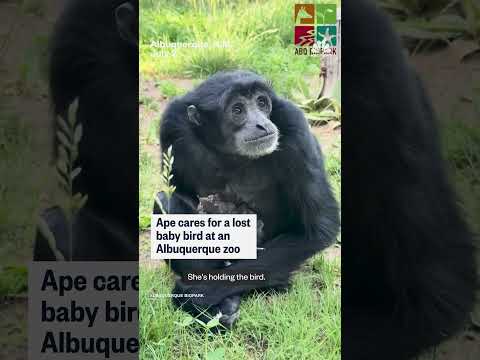 Albuquerque zoo ape cares for lost baby bird