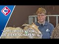 Blauwtong slaat genadeloos toe op kinderboerderij, schapen dood