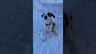 Video preview image #1 Mutt Puppy For Sale in Duluth, MN, USA