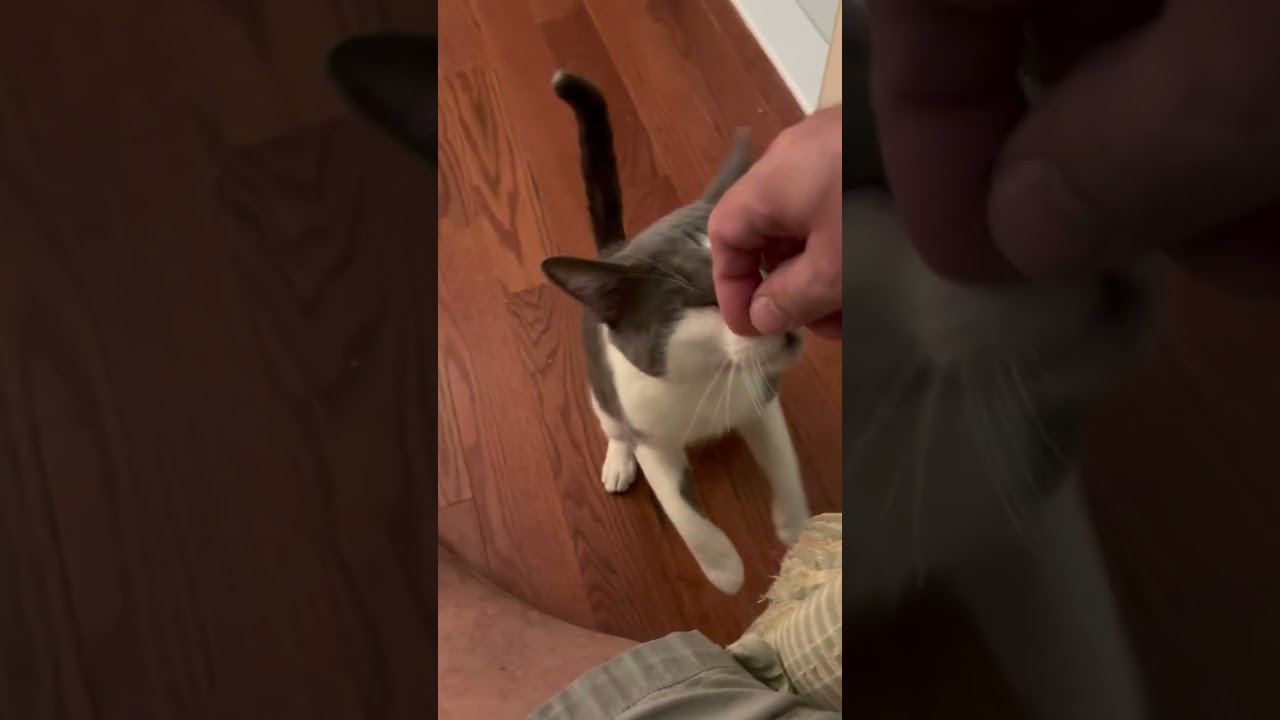 Dale (ID 51576), a ADOPTABLE Domestic Short Hair in Manassas, VA video 2/6