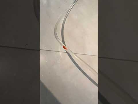 Little Goldfish Tunnel Adventure! Sharing from Fish Friends~ #koi #aquarium #fish #freshwater