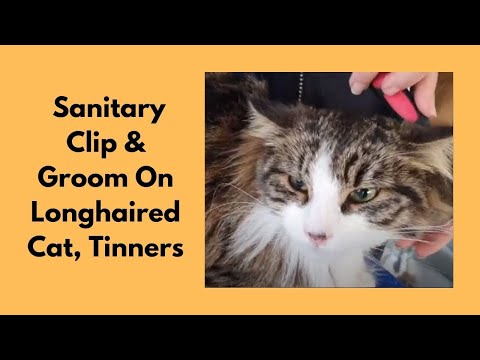 Sanitary Clip & Groom On Longhaired Cat