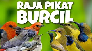 Download lagu SUARA PIKAT BURCIL KOMBINASI KEMADE DAN SOGON RIBUT PALING AMPUH ‼️ mp3