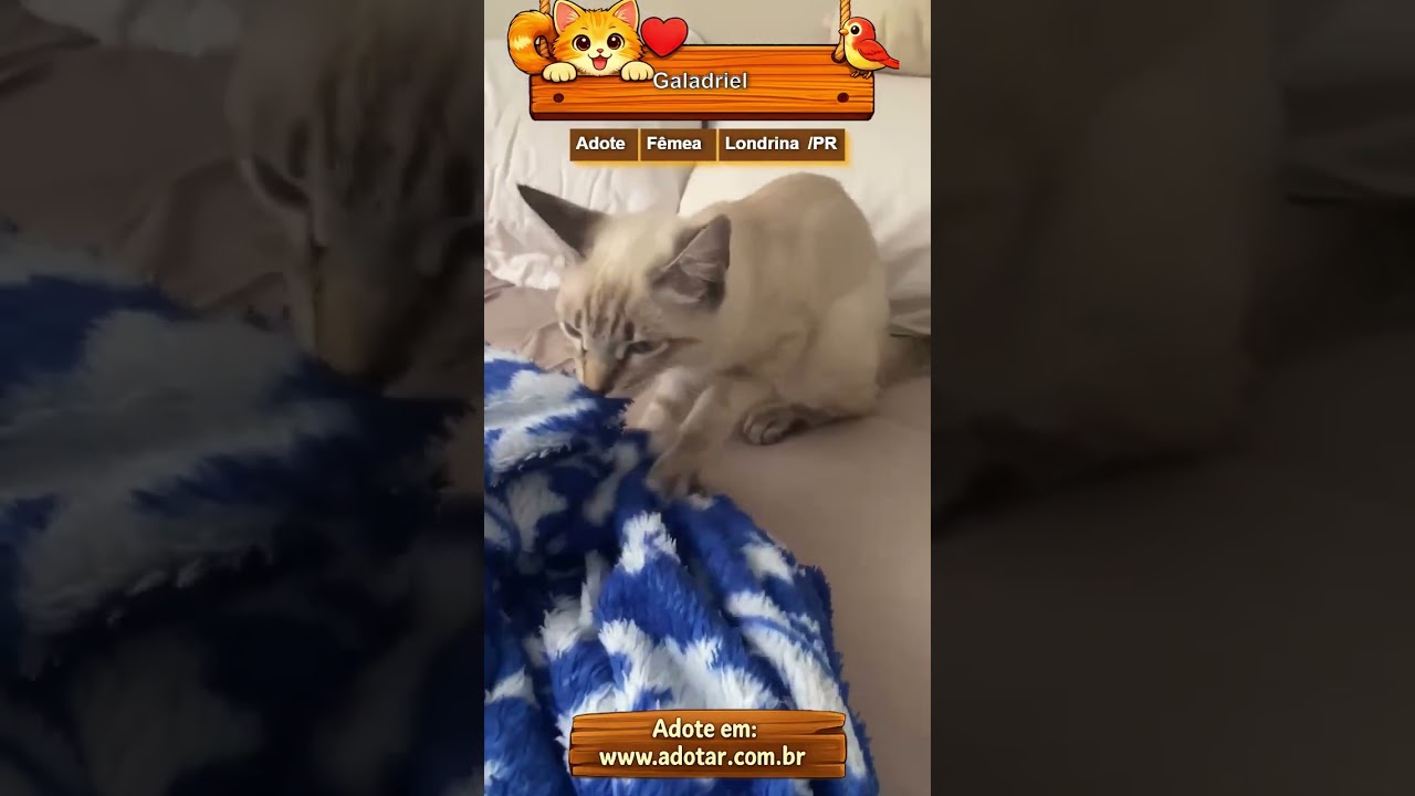 Gato raça SRD-ViraLata idade 7 a 11 meses nome Galadriel