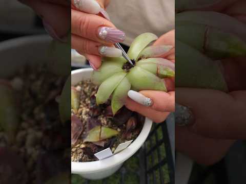 シルキーエケベリア、エケベリア セトサ