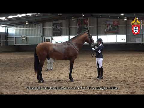 230424 13 Oásis - Aprovação de Garanhões