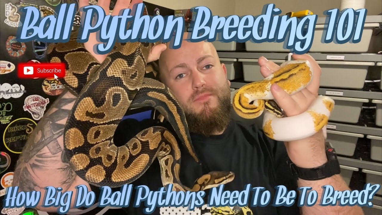 Ball Python Breeding 101 | How Big Do Ball Pythons Need To Be In Order To Be Ready To Breed?