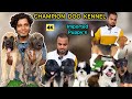 Champion Dog's Kennel🐕| Chennai Pets | வளர்ப்பு நாய்கள்💥 | Shih- tzu,🥰Great Dane,