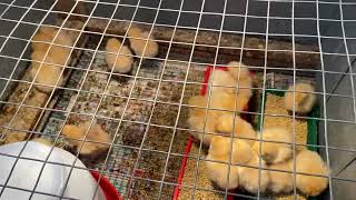 ORSCHELN FARM CHICKS 🐥 WITH  THE SHOW ME  GOLD FAMILY